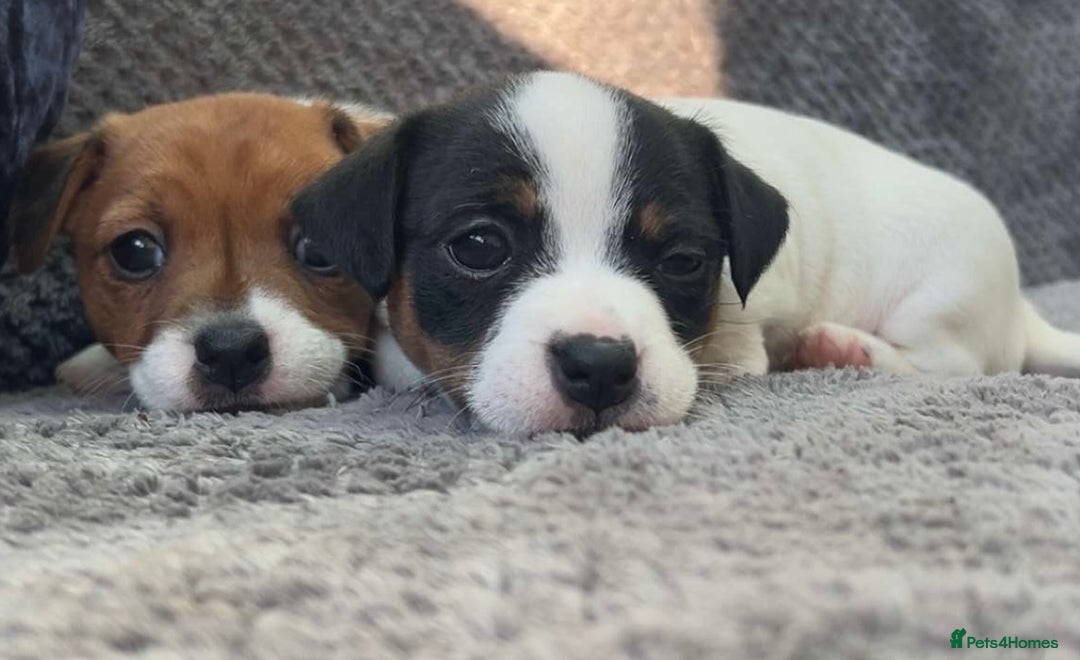 Jack Russell dogs for sale: Beautiful tri coloured female Jack Russell’s  - Advert 1