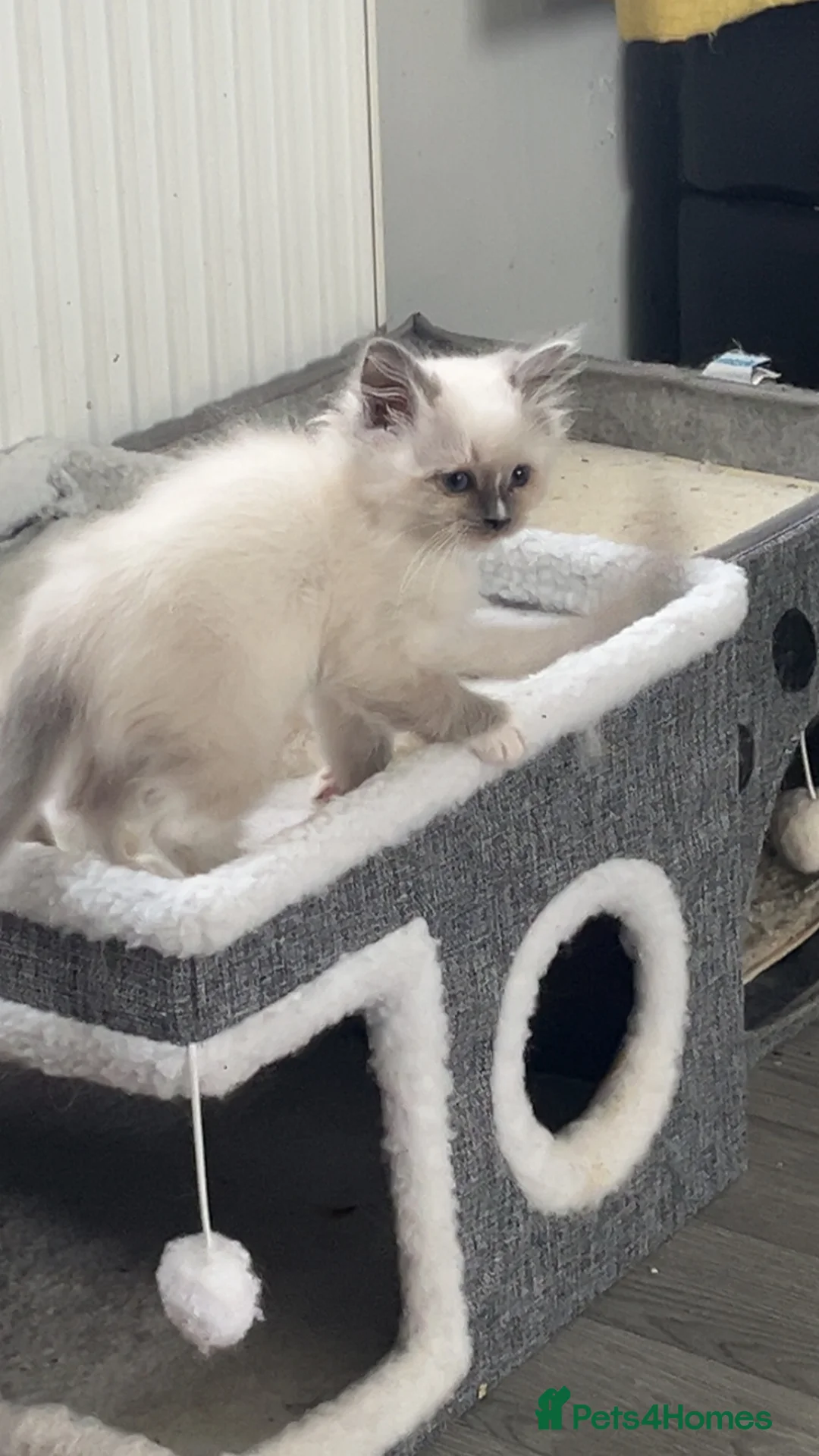 Ragdoll cats for sale: Blue mitted female ragdoll kitten  - Advert 7