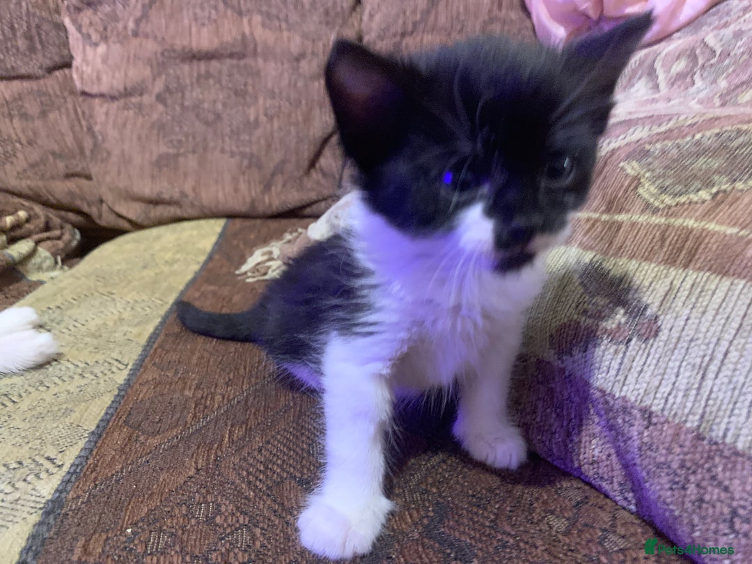 Mixed Breed cats for sale: Sweet Kittens Looking for Loving Homes - Advert 18