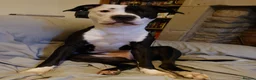 Mixed Breed dogs for sale: Zara needs a loving forever home! - Advert 1