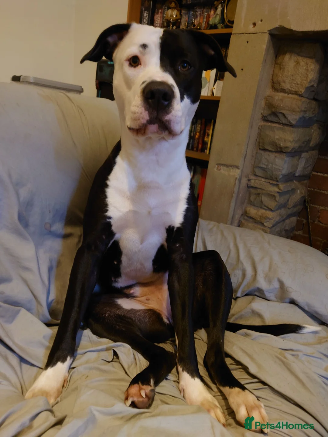 Mixed Breed dogs for sale: Zara needs a loving forever home! - Advert 1