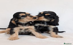 Cocker Spaniel dogs for sale: Stunning Show Cocker Spaniel puppies - Image 3