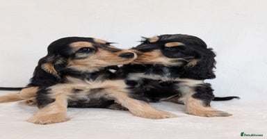 Cocker Spaniel dogs - Advert 6