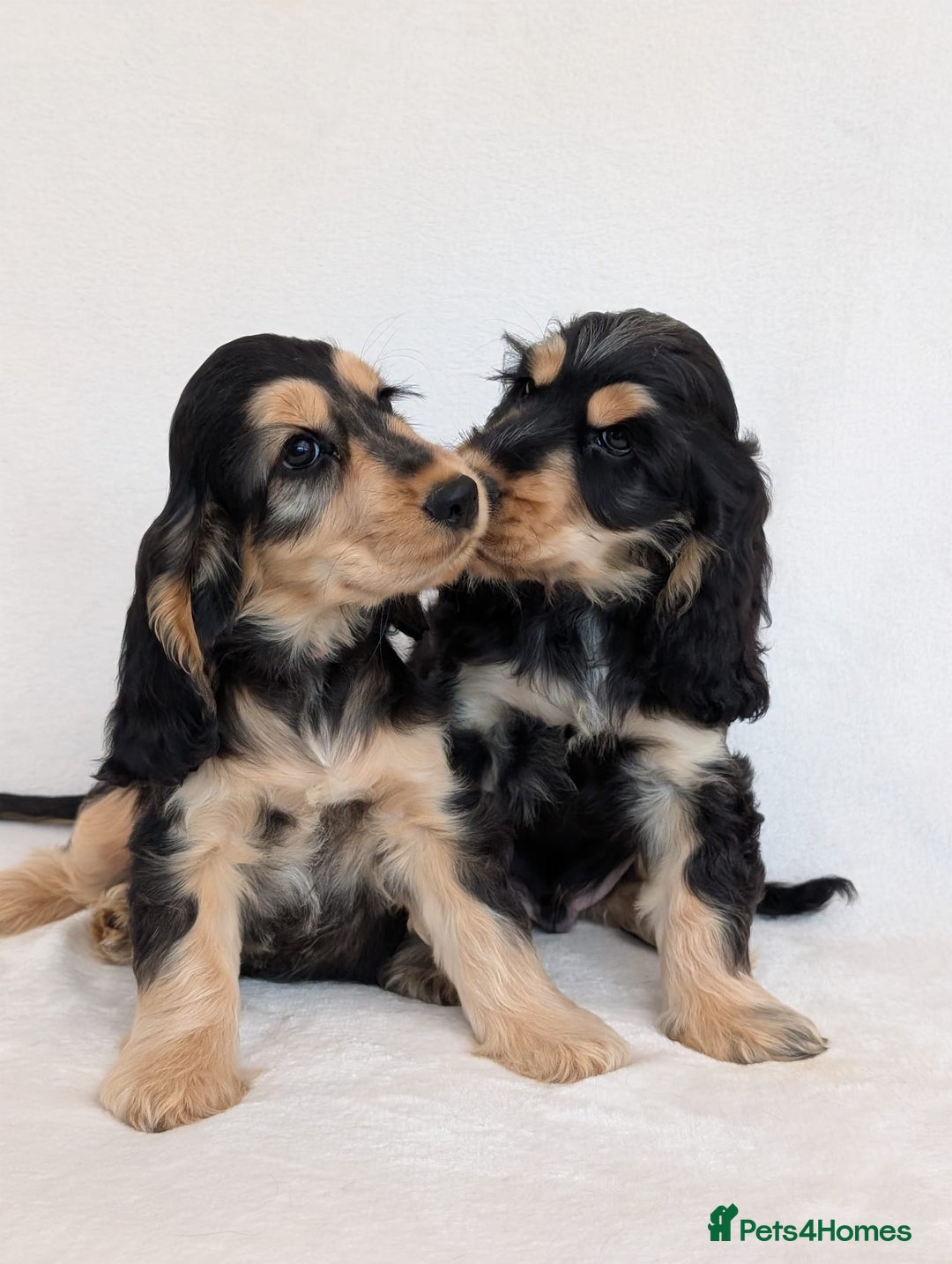 Cocker Spaniel dogs for sale: Stunning Show Cocker Spaniel puppies - Image 3