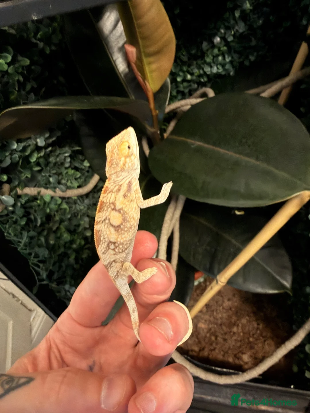Chameleon reptiles for sale: Female sambava panther chameleon  - Advert 1