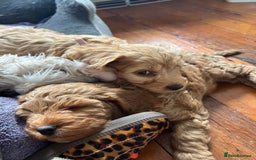 Cockapoo dogs for sale: Adorable Cockapoo Puppies  - Image 17