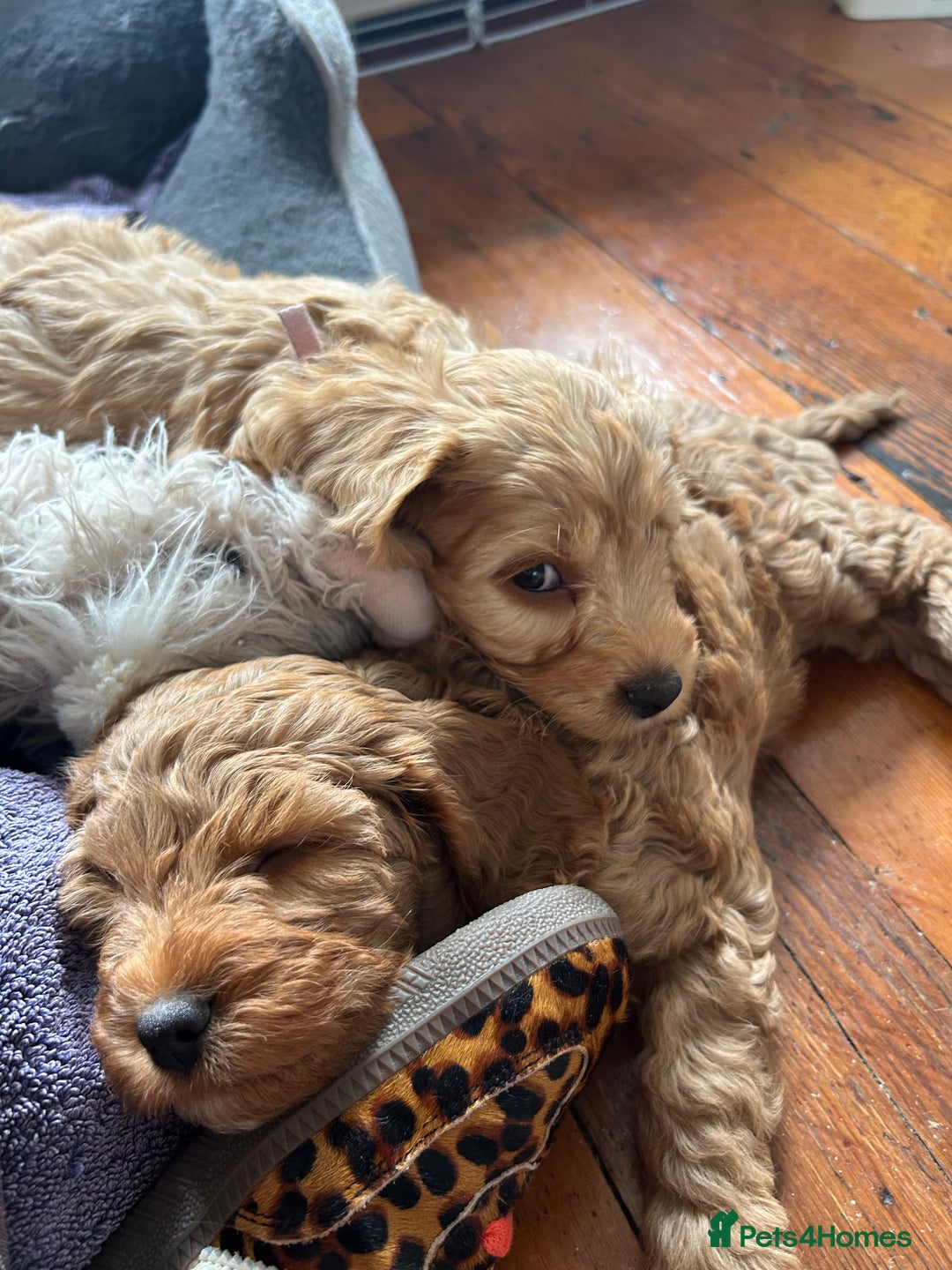 Cockapoo dogs for sale: Adorable Cockapoo Puppies  - Image 17
