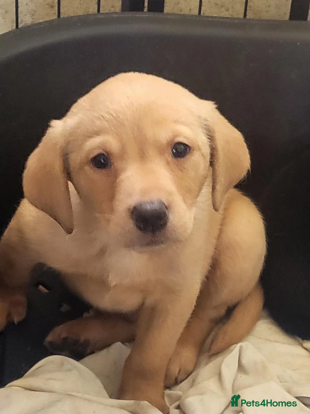 Labrador Retriever dogs for sale: A Super litter of Fox Red & Black Working Lab pups - Advert 1