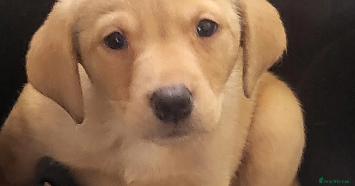 Lab Extiorer Black lab Labrador Retriever Puppies for sale | Pets4Homes