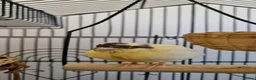 Canaries birds for sale:  Baby Canary for SALE - 1 more on the way. - Advert 6