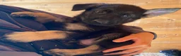 German Shepherd dogs for sale: Working Line German Shepherd Puppies - Cornwall in Hayle - Advert 11