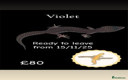 Leopard Gecko reptiles for sale: Multiple leopard gecko babies for quick sale!  - Image 3