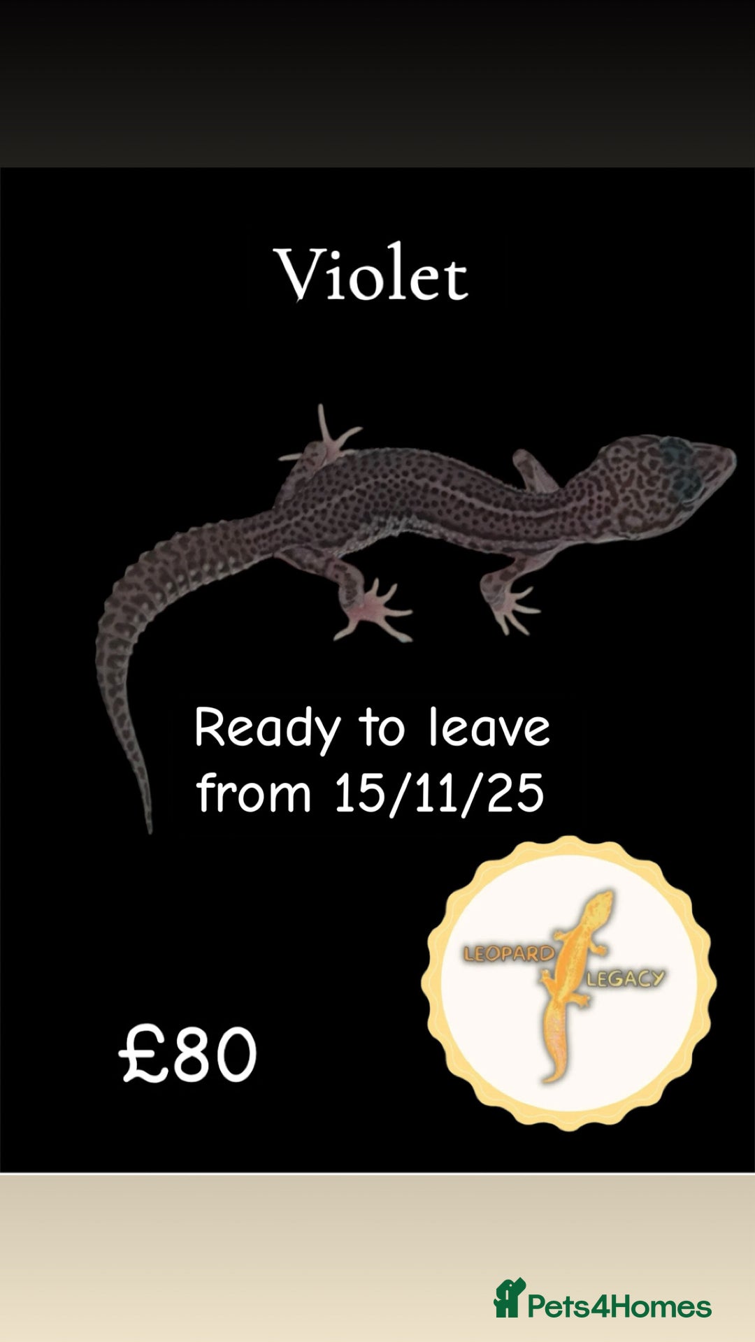Leopard Gecko reptiles for sale: Multiple leopard gecko babies for quick sale!  - Image 3