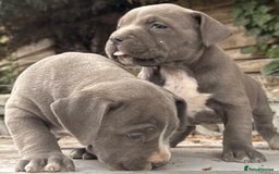 American Bully dogs for sale: Pocket bully puppies ready soon  - Image 1