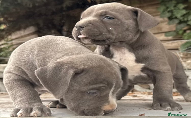 American Bully dogs - Advert 1