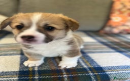Welsh Corgi Pembroke dogs for sale: KC registered Pembrokeshire corgi puppy  - Image 6