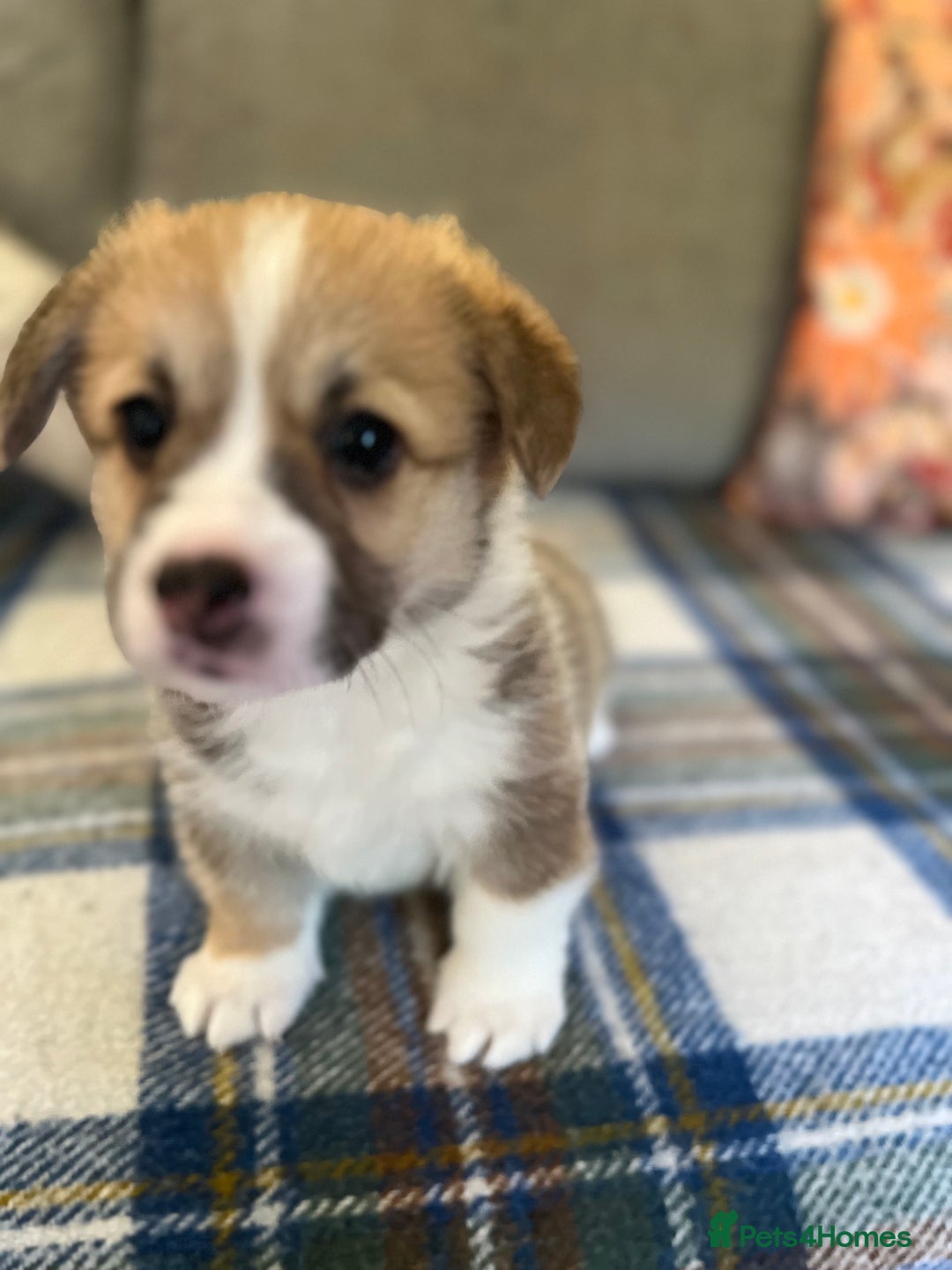 Welsh Corgi Pembroke dogs for sale: KC registered Pembrokeshire corgi puppy  - Image 6