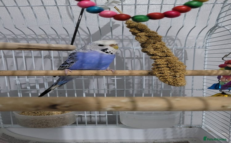 Lovebirds birds - Advert 3
