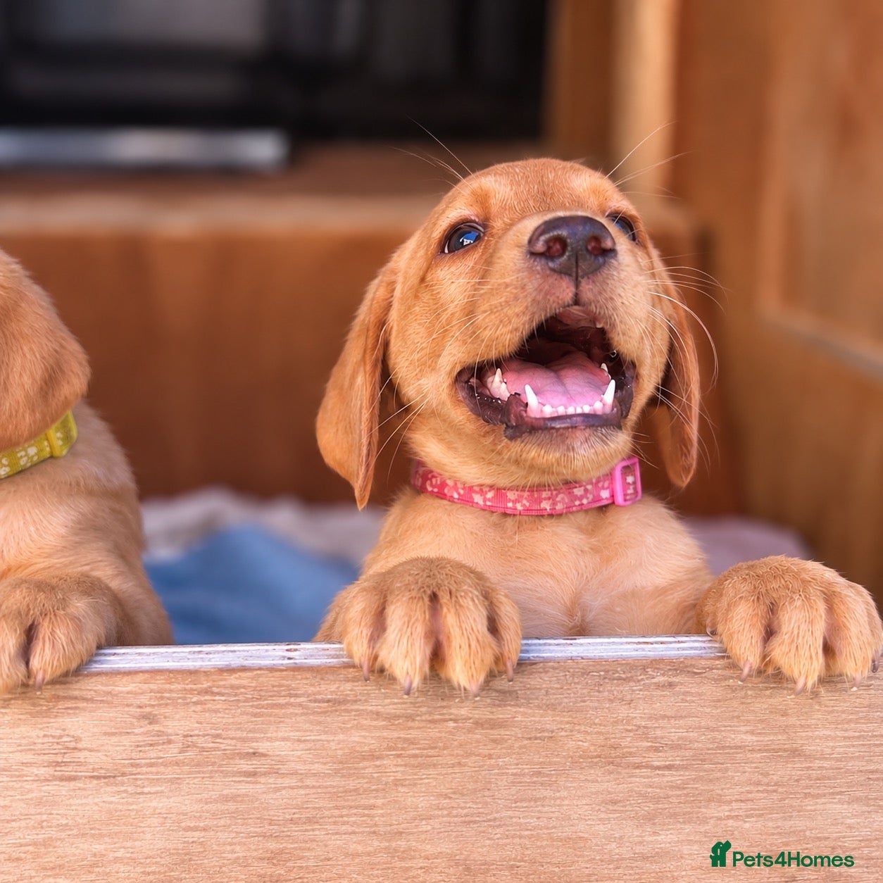 Labrador Retriever dogs Gorgeous Fox Red Labrador Puppies-5 Girls & 4 Boys - Advert 1