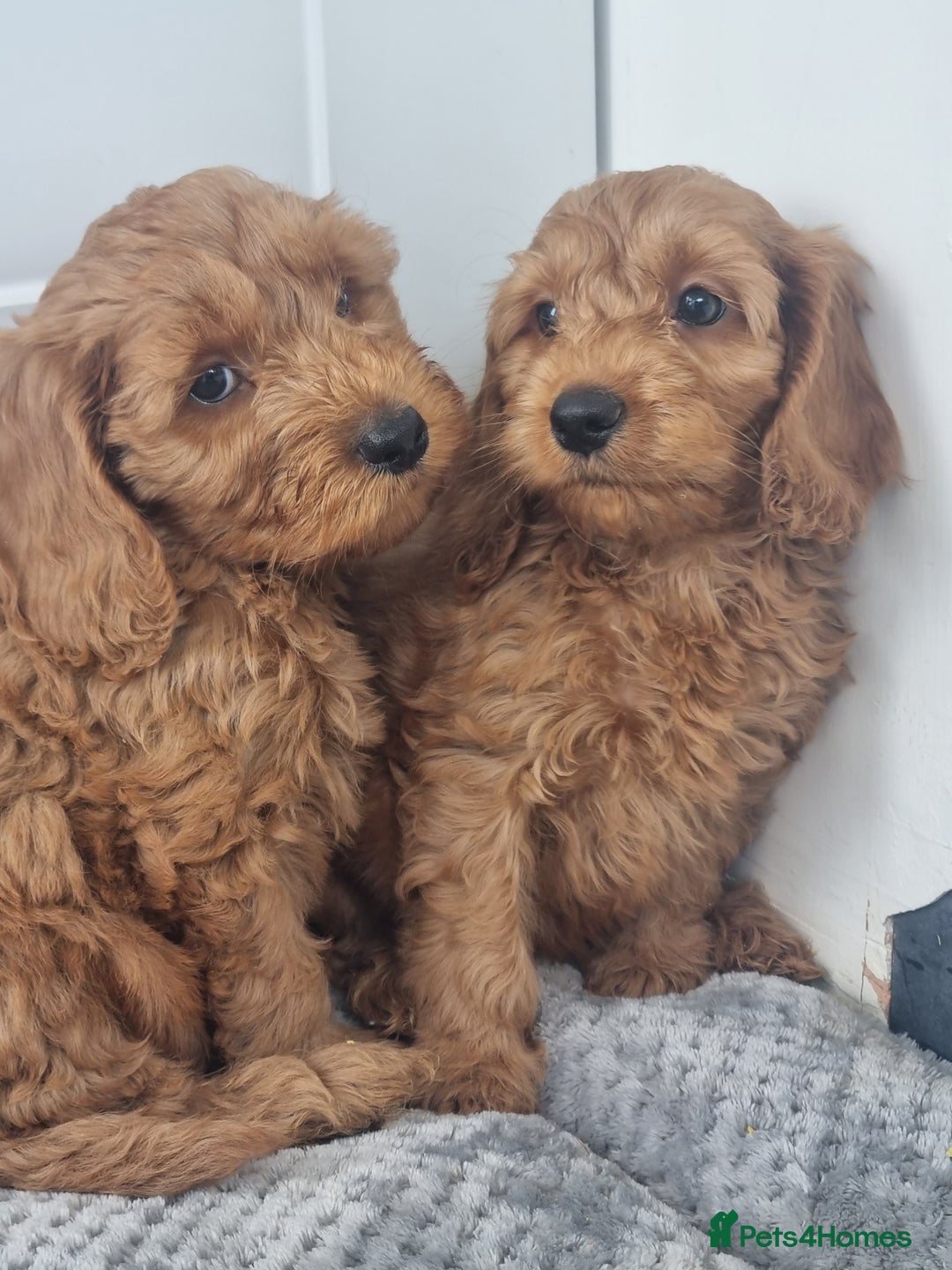 Cockapoo dogs for sale: Red and apricot F1 Cockapoo puppies  - Image 9