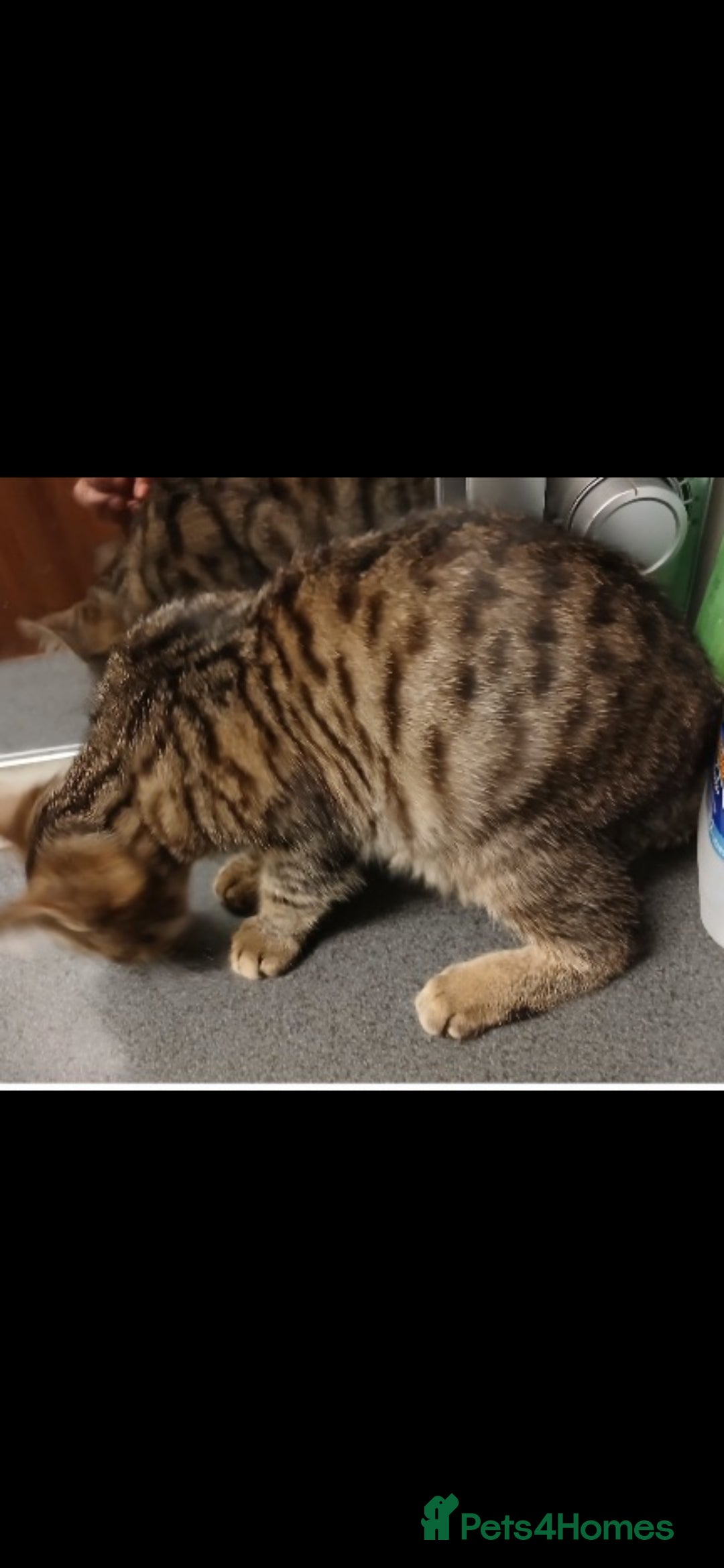 Bengal cats for sale: Cute mixed bangle kittens  - Advert 11