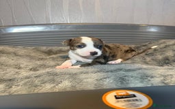 Staffordshire Bull Terrier dogs for sale: Staffordshire bull terrier puppy’s  - Image 8