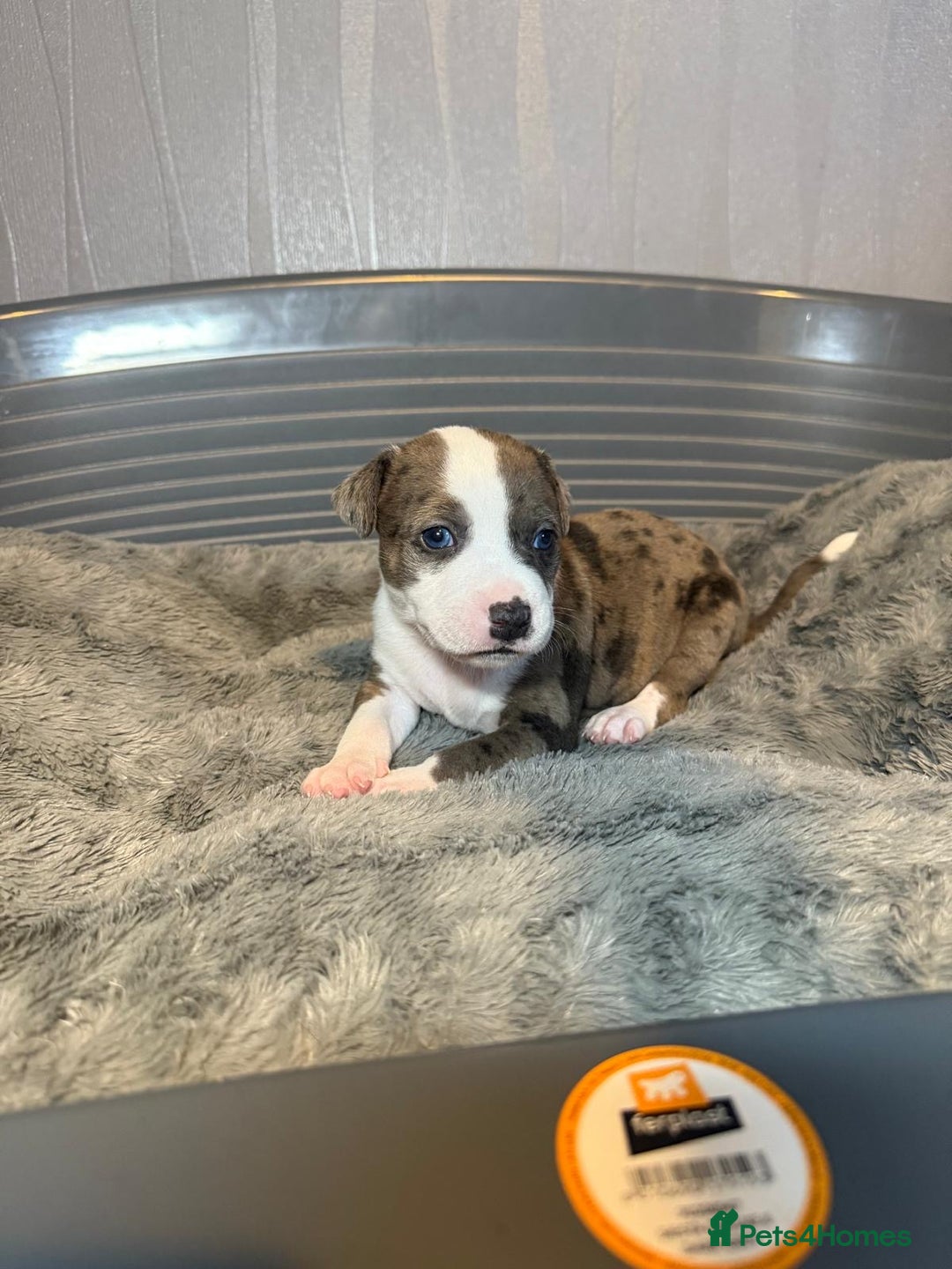 Staffordshire Bull Terrier dogs for sale: Staffordshire bull terrier puppy’s  - Image 8