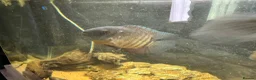 Cichlids fish for sale: Oscar’s and severums in Warrington - Advert 3