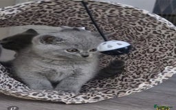 British Shorthair cats for sale: Pure BSH kittens GCCF Registered - Image 19