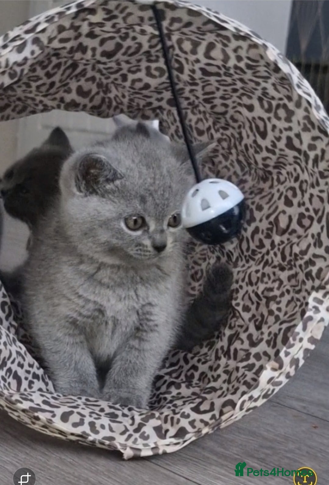 British Shorthair cats for sale: Pure BSH kittens GCCF Registered - Image 19