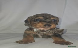 Mixed Breed dogs for sale:  miniature dachshund cross toy poodle doxiepoo   - Image 9