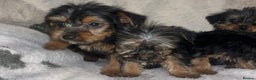 Yorkshire Terrier dogs for sale: Yorkshire Terrier Puppies  - Advert 10