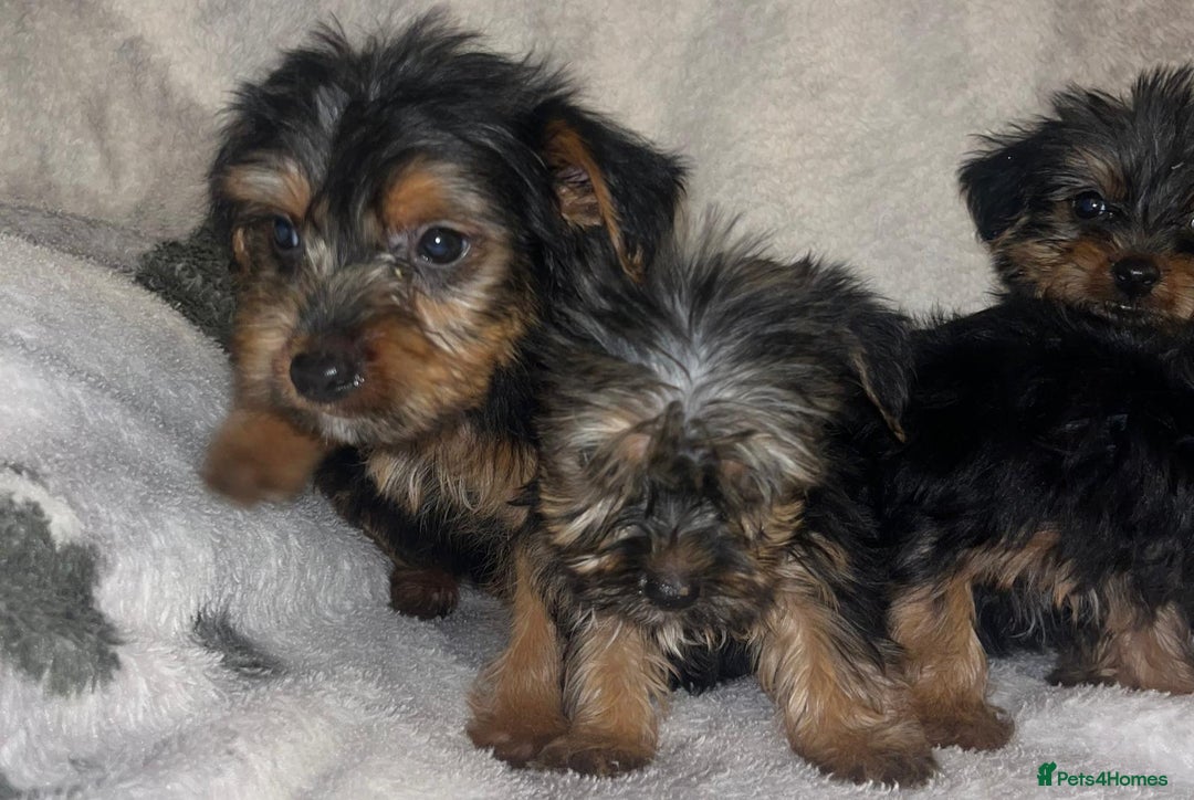 Yorkshire Terrier dogs for sale: Yorkshire Terrier Puppies  - Advert 10