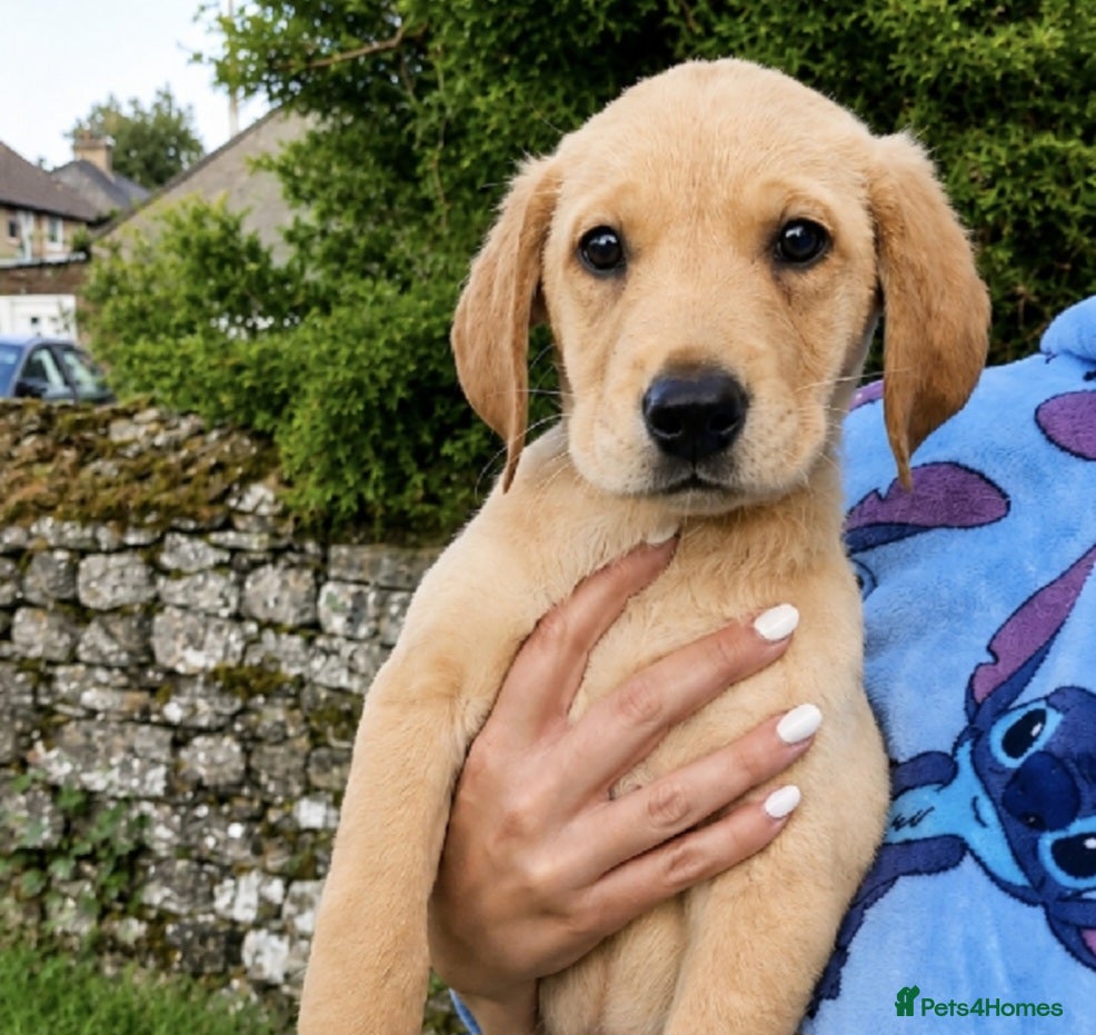 Labrador Retriever dogs *READY TO LEAVE* Beautiful labrador puppies  - Advert 1