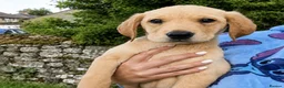 Labrador Retriever dogs for sale: *READY TO LEAVE* Beautiful labrador puppies  - Advert 1