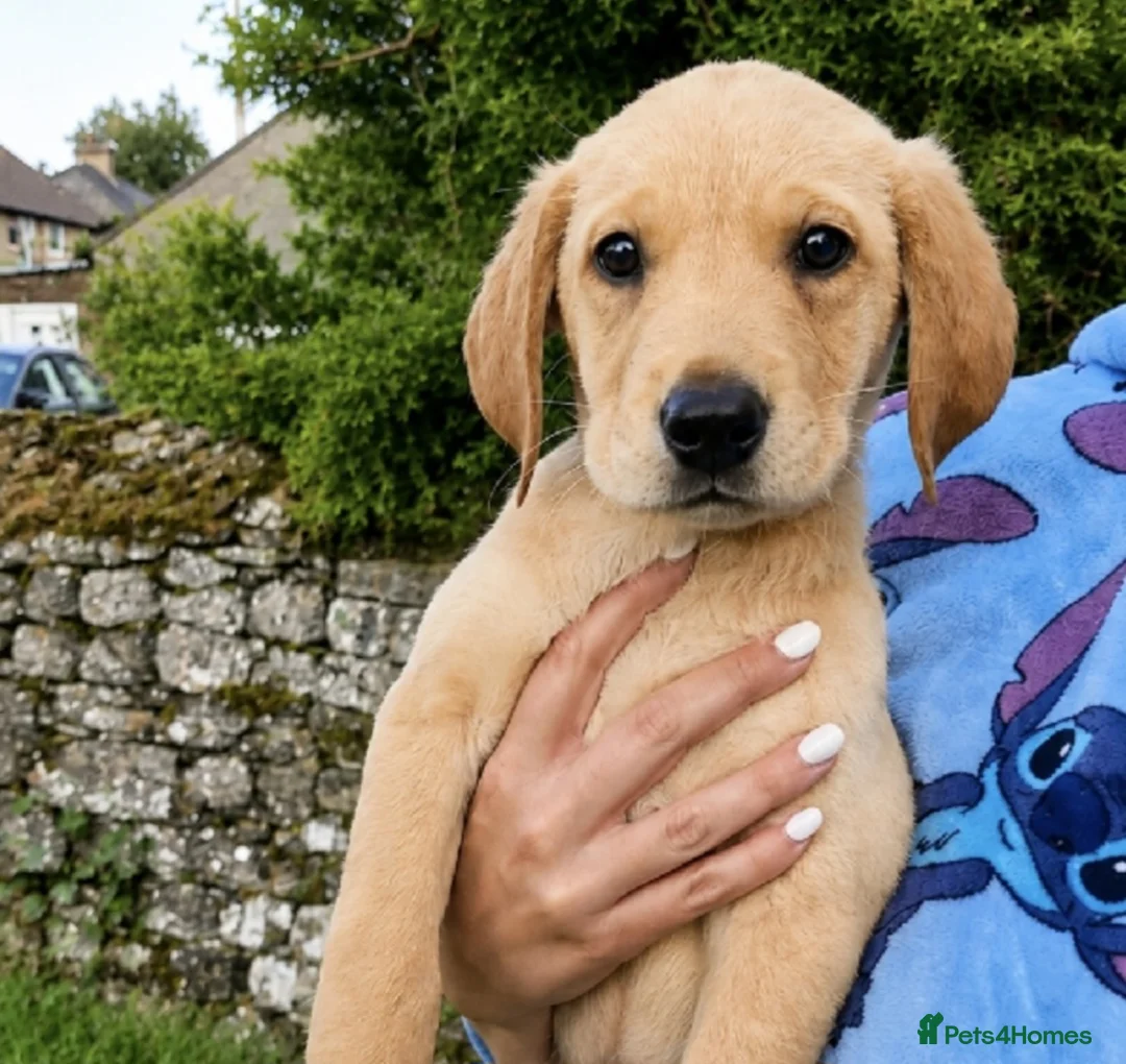 Labrador Retriever dogs for sale: *READY TO LEAVE* Beautiful labrador puppies  - Advert 1