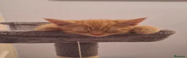 Mixed Breed 3