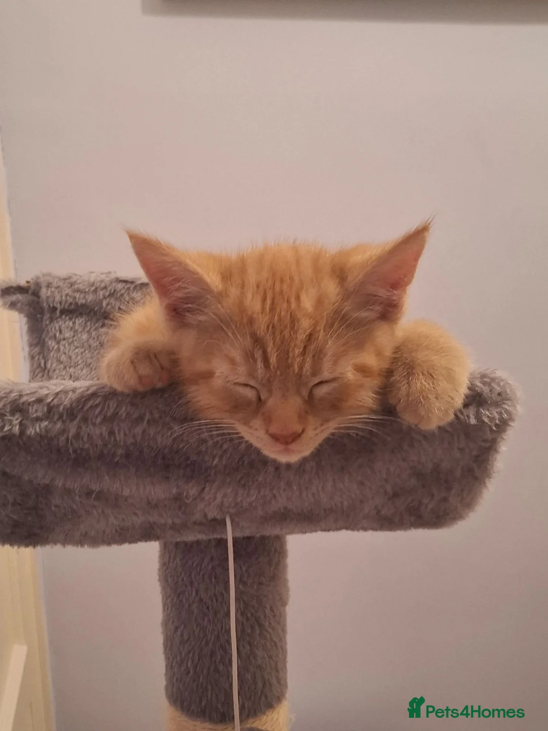 Mixed Breed cats for sale: 3 kittens available for loving homes - Advert 7
