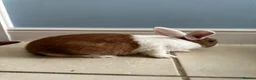 Dutch rabbits for sale: Dutch bunnies - Advert 4