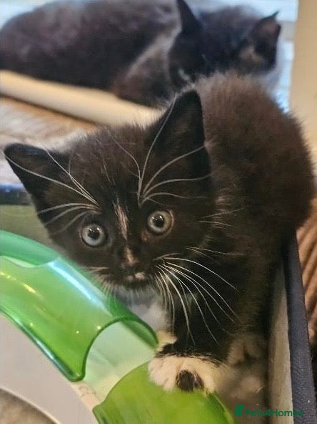 Domestic Shorthair cats Rescue male kitten looking for home - Advert 13
