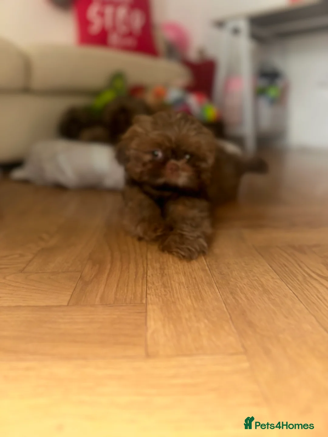 Shih Tzu dogs for sale: Stunning Karashishi Shih tzus - Advert 23