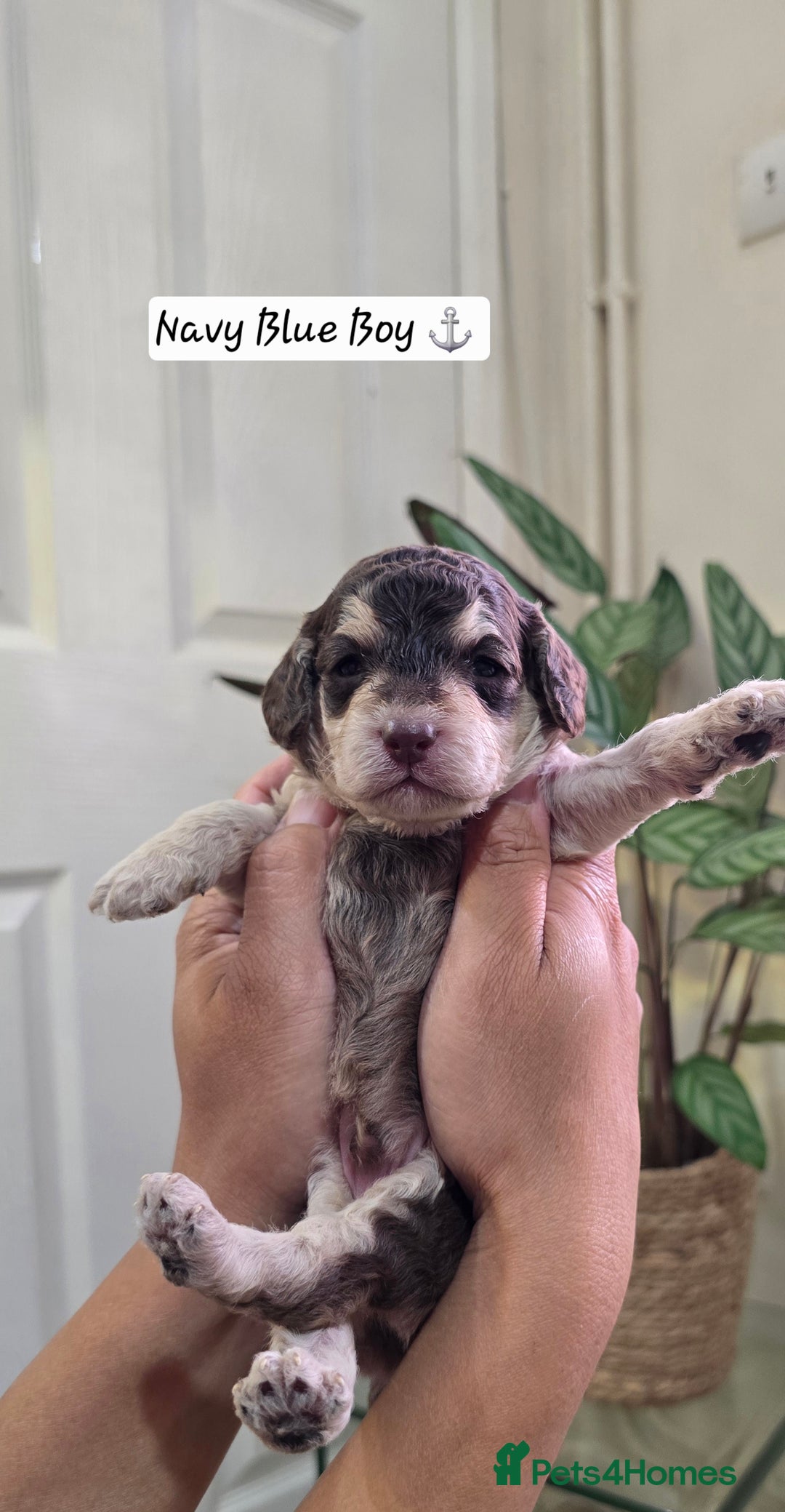 Cockapoo dogs for sale: Cockapoo Puppies Extensive Health Tested - Image 8