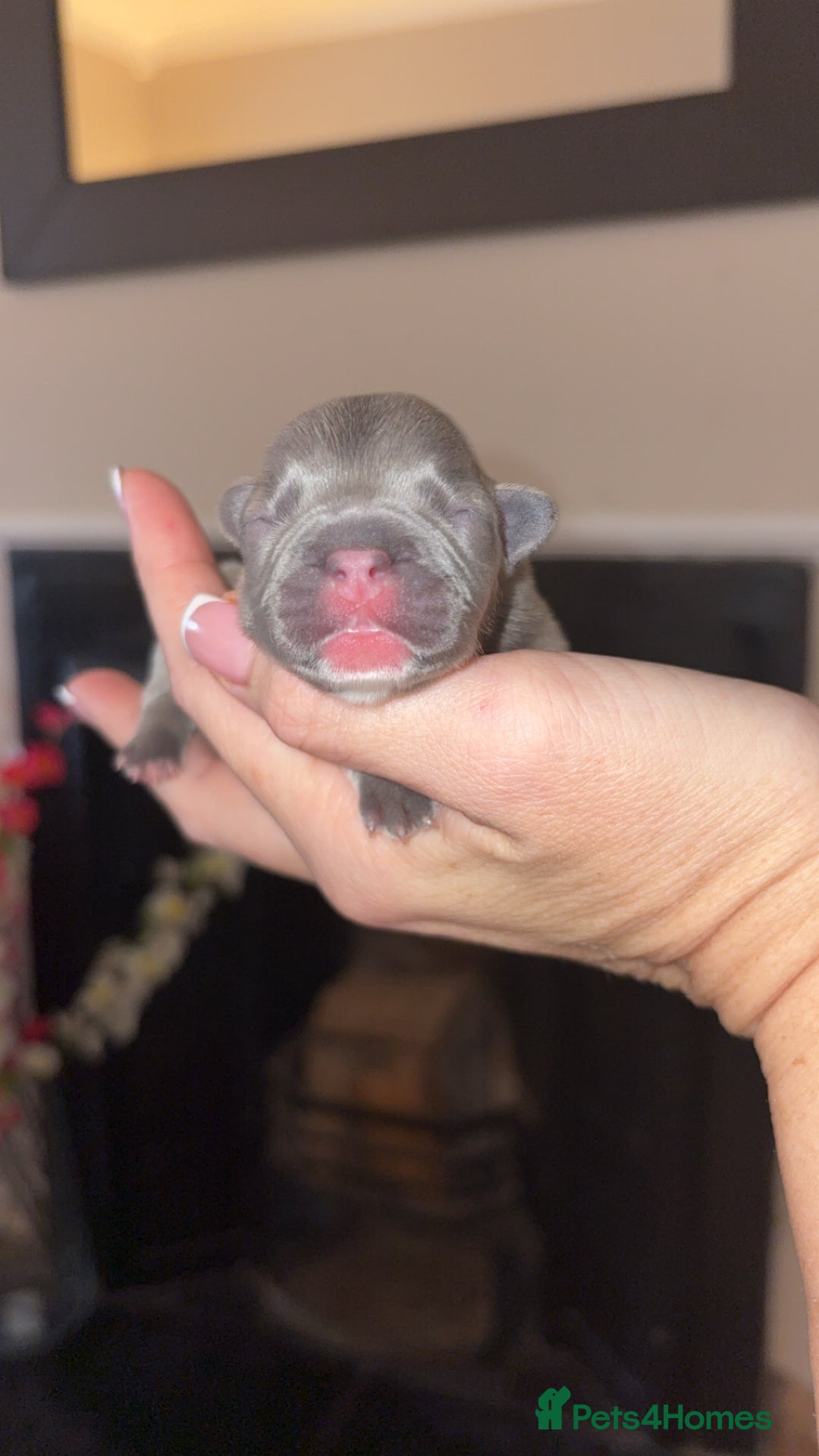 French Bulldog dogs for sale: French bulldog Pups  - Image 1
