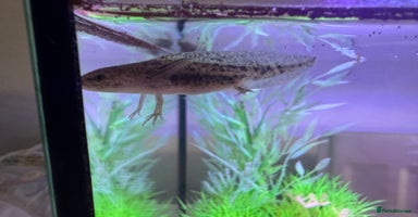 Axolotl reptiles - Advert 3