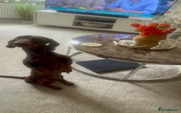 Dachshund dogs for stud: Stud - LONG HAIRED BLONDE ONLY - Image 4