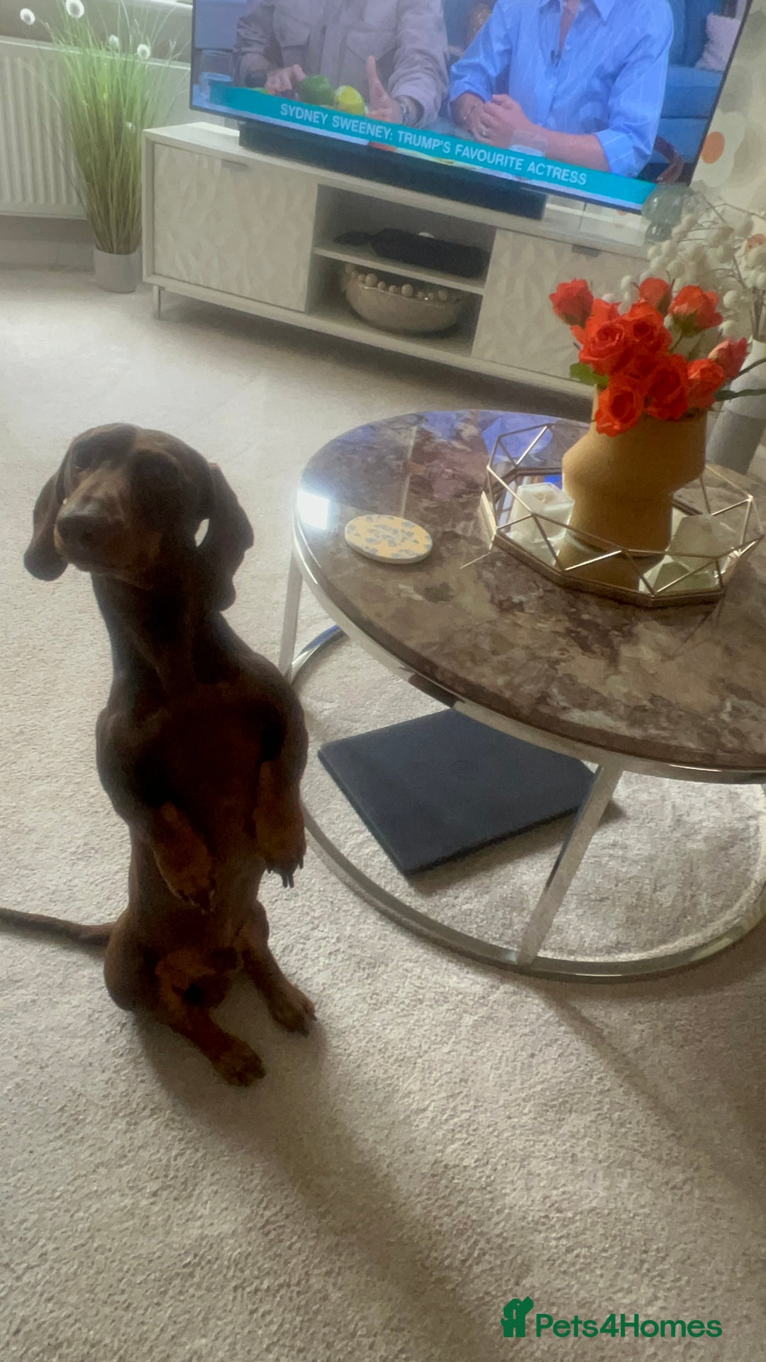 Dachshund dogs for stud: Stud - LONG HAIRED BLONDE ONLY - Image 4
