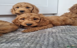 Cockapoo dogs for sale: Red and apricot F1 Cockapoo puppies  - Image 5