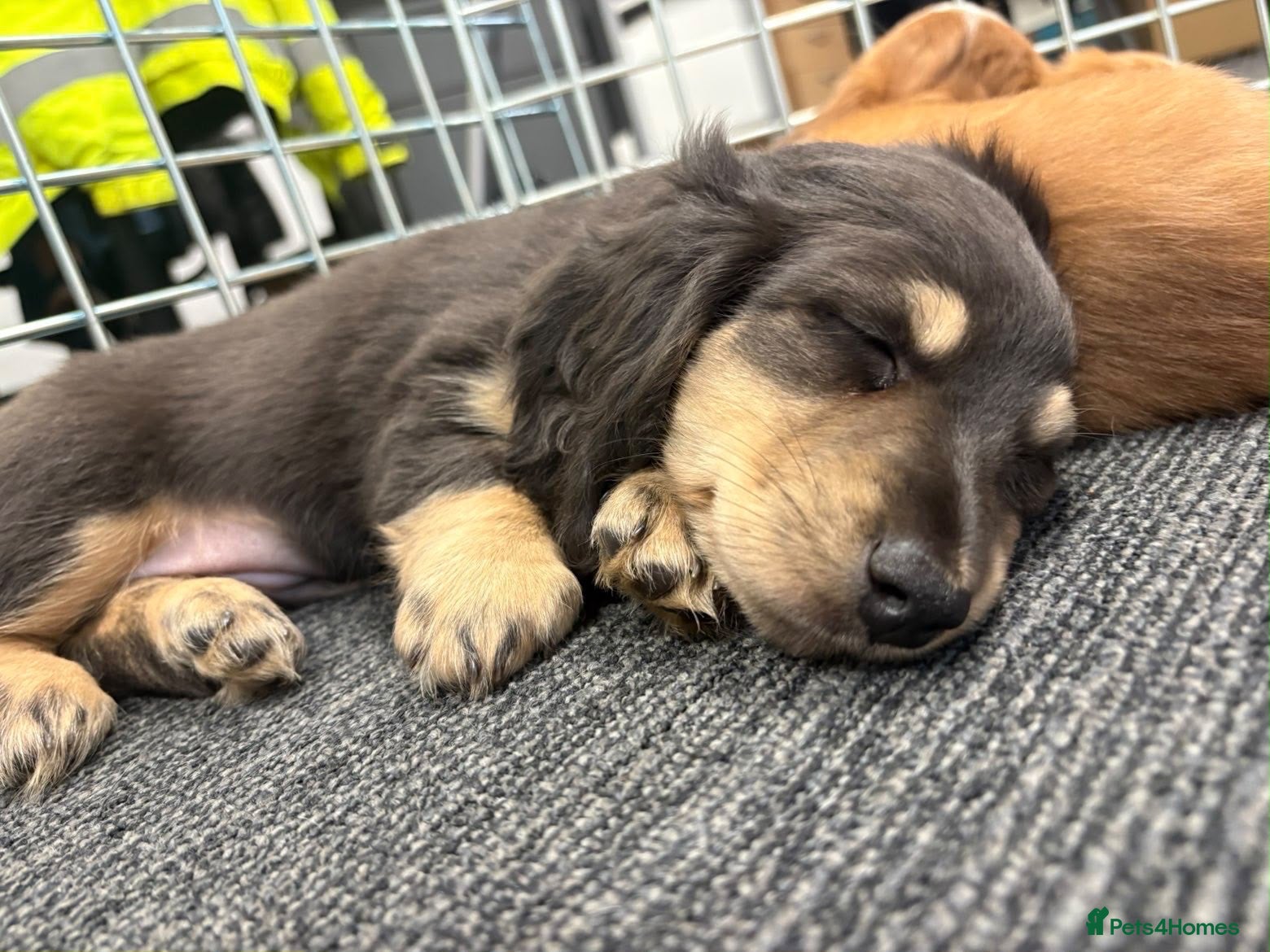 Miniature Dachshund dogs KC registered long haired Miniatures  - Advert 15