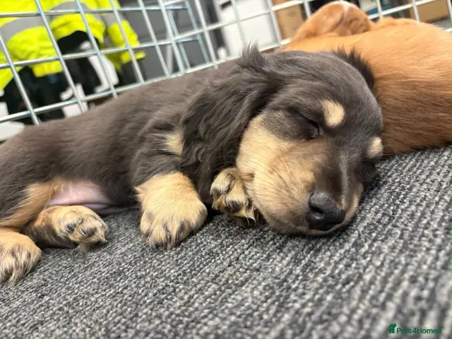 Miniature Dachshund dogs for sale: READY TO LEAVE TODAY! KC registered long haired - Advert 4