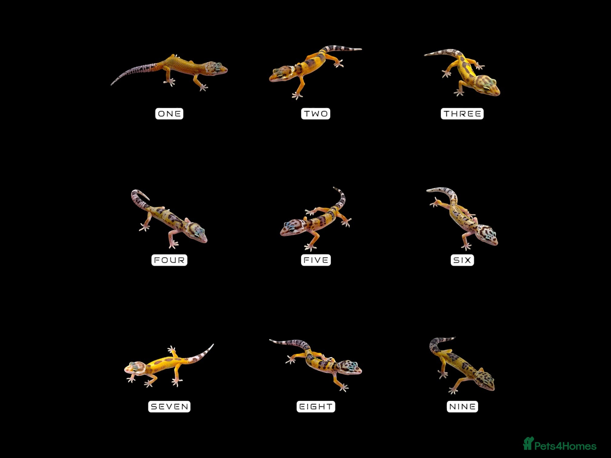 Leopard Gecko reptiles GECKO BABIES - Advert 2